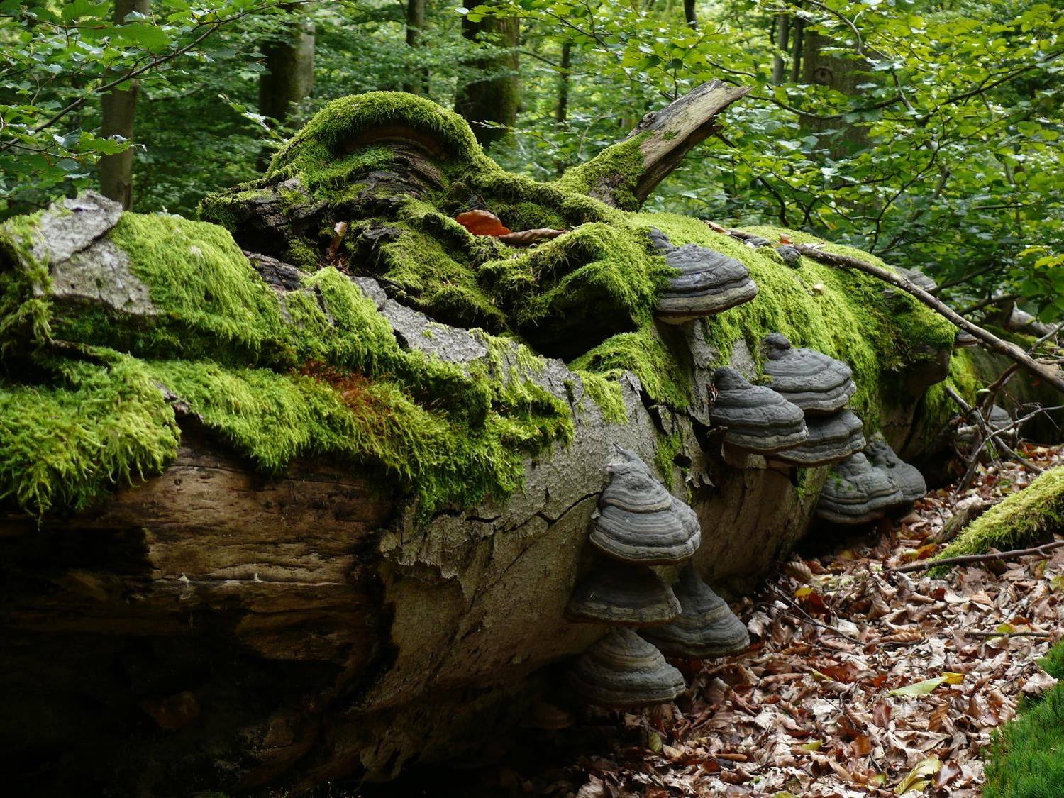 Waldschutz Waldschutz